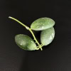 Hoya plant leaf cluster with three oval-shaped, green leaves on a black background.
