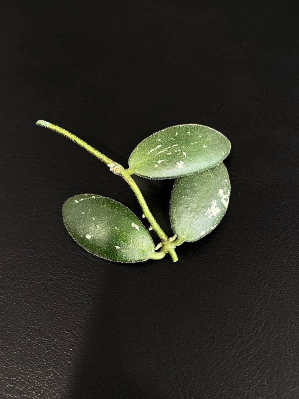 Hoya plant leaf cluster with three oval-shaped, green leaves on a black background.