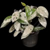 Hoya carnosa 'Wilbur Graves' variegated Hoya plant in pot.
