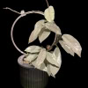 Hoya carnosa 'Wilbur Graves' (silver) plant in black pot, close-up.