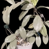 Hoya carnosa 'Wilbur Graves' silver plant with variegated leaves in a white pot.