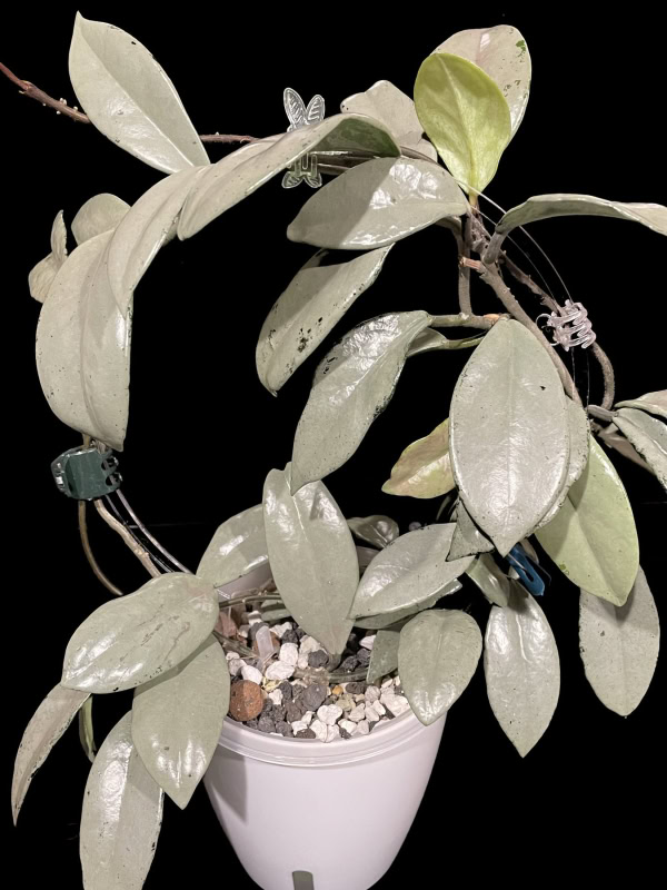 Hoya carnosa 'Wilbur Graves' silver plant with variegated leaves in a white pot.