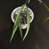 Young Hoya yvesrocheri plant in small pot with soil.