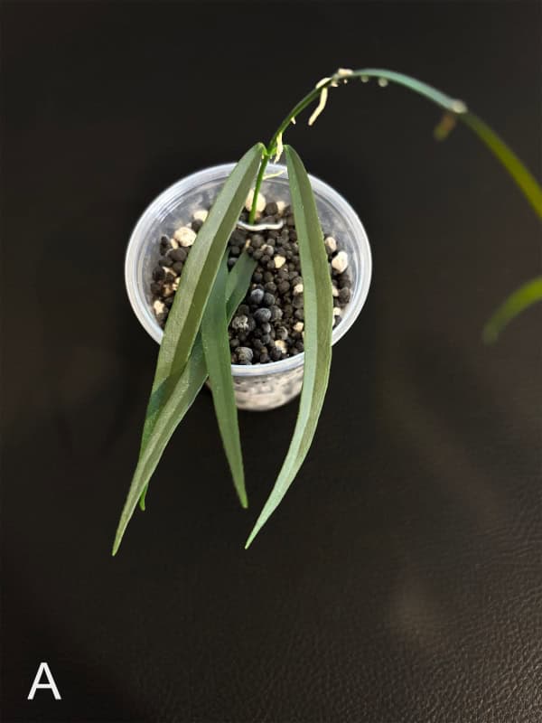 Young Hoya yvesrocheri plant in small pot with soil.