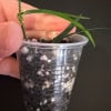 Hoya yvesrocheri plant in clear plastic pot with soil and roots visible.