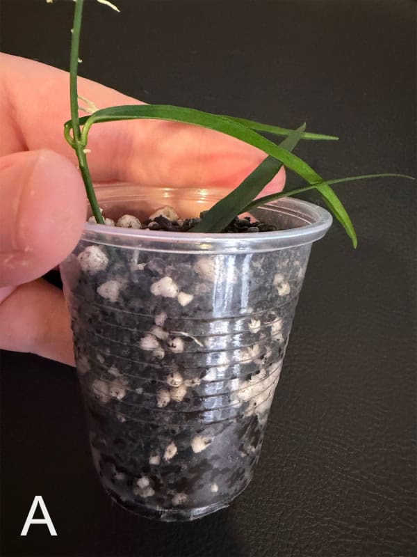Hoya yvesrocheri plant in clear plastic pot with soil and roots visible.