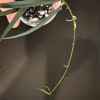 Hoya plant cutting with long, curved vine and small leaves.
