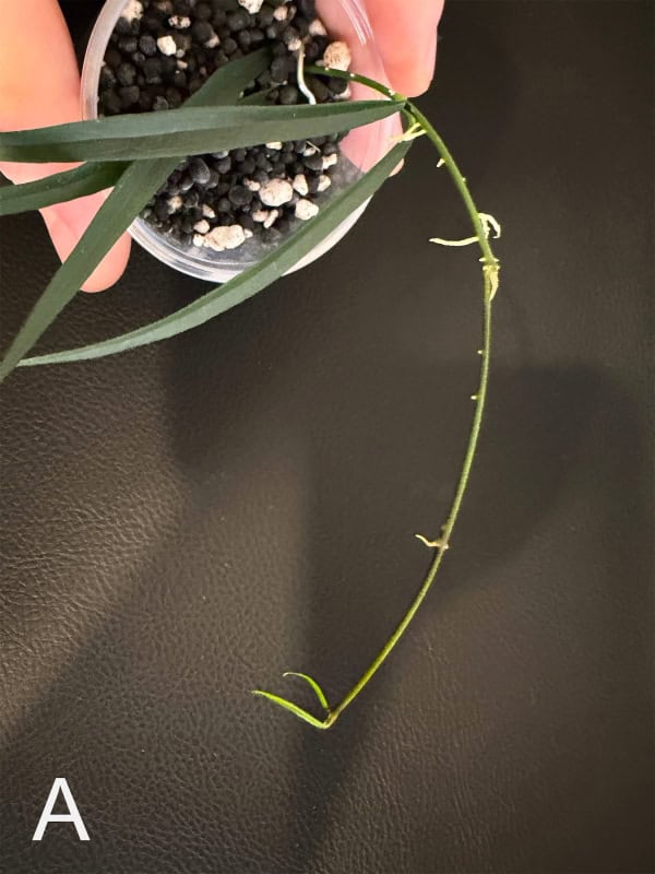 Hoya plant cutting with long, curved vine and small leaves.