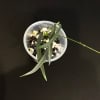 Young Hoya yvesrocheri plant in small pot with soil and pebbles.