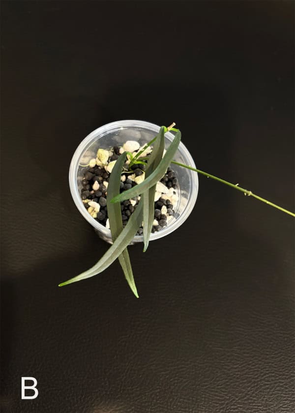 Young Hoya yvesrocheri plant in small pot with soil and pebbles.