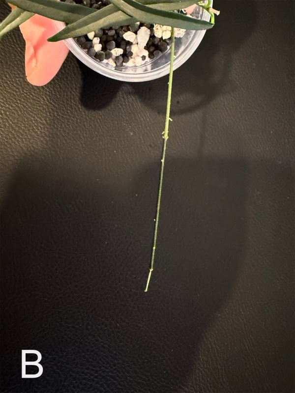 Close-up of Hoya yvesrocheri plant stem and leaf.