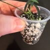 Young Hoya yvesrocheri plant in a clear plastic cup with soil.