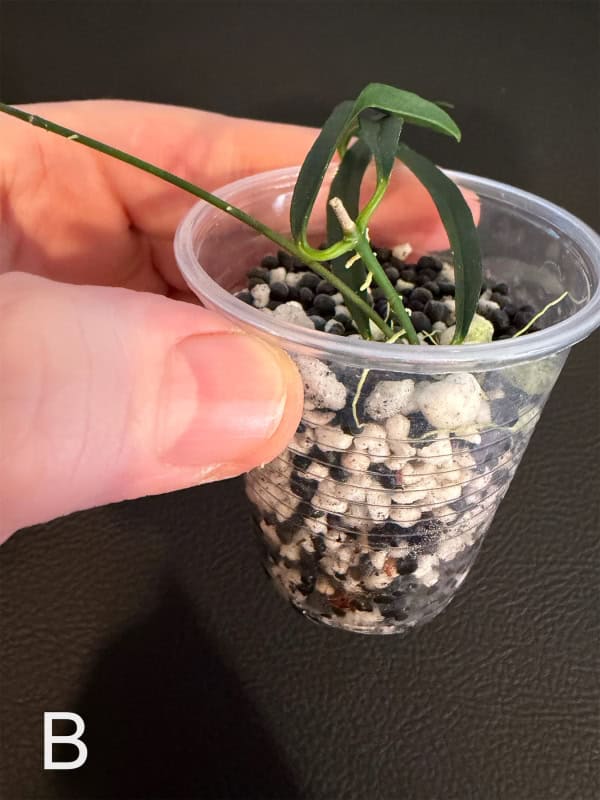Young Hoya yvesrocheri plant in a clear plastic cup with soil.