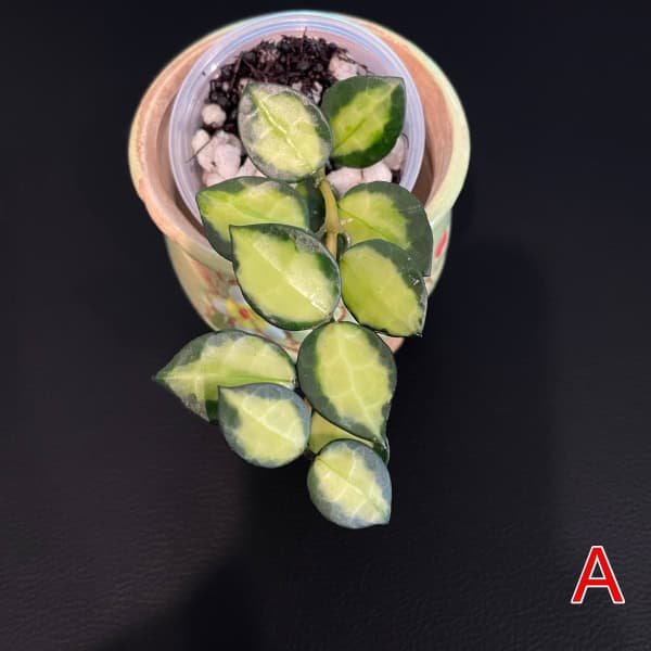 Hoya Plant in Small Pot Variegated Hoya plant with green and yellow leaves in a small pot.