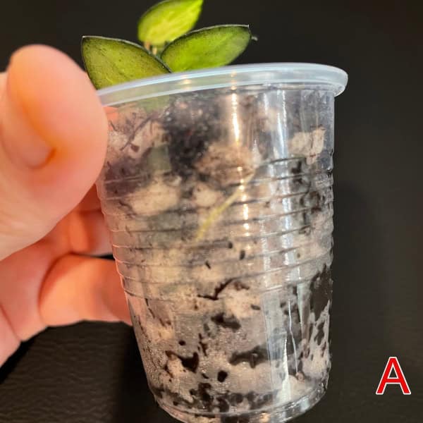 Hoya Plant in Small Plastic Pot Hoya plant in a small plastic pot with green leaves, ready for planting or repotting.