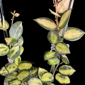 Hoya lacunosa ‘Queen Midori’ plant with variegated leaves and new growth.