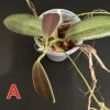 Hoya pulchra (small, round leaves)