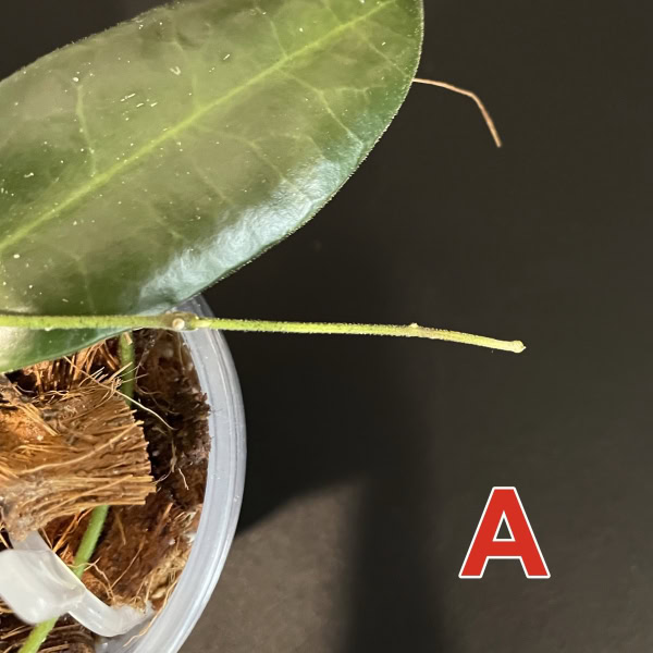 Hoya pulchra (small, round leaves)