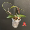 Hoya pulchra (small, round leaves)