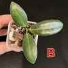 Hoya pulchra (small, round leaves)