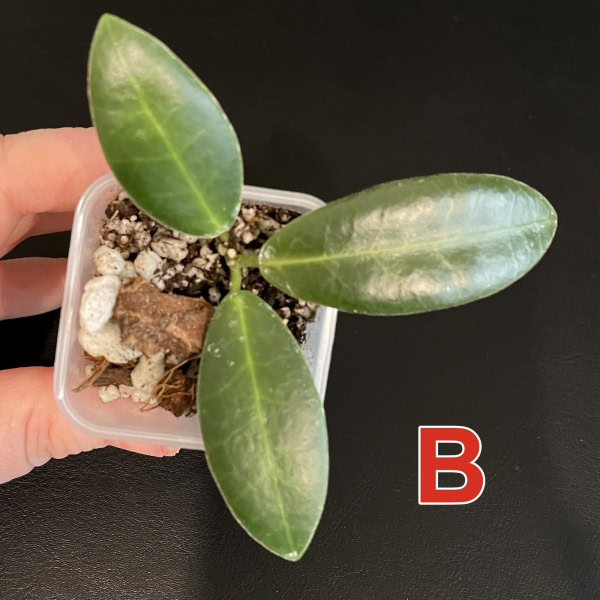 Hoya pulchra (small, round leaves)