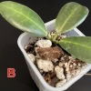 Hoya pulchra (small, round leaves)
