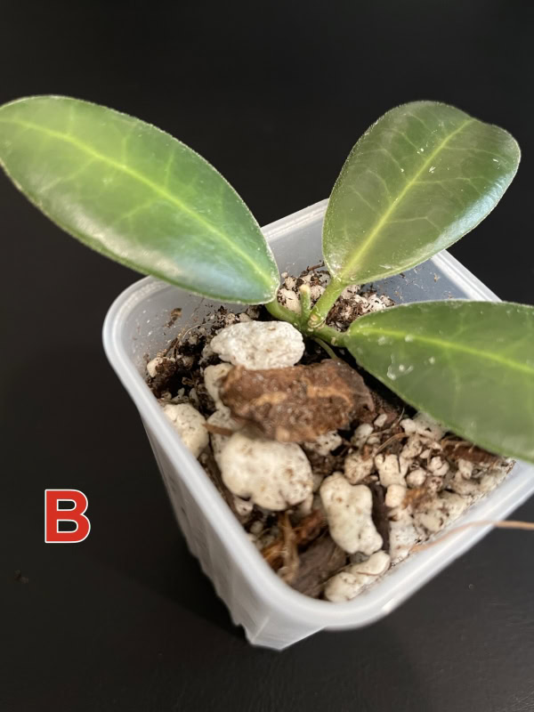Hoya pulchra (small, round leaves)