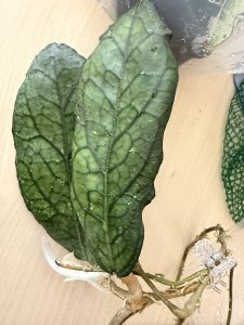 Hoya plant leaf with water droplets, showcasing its textured surface.