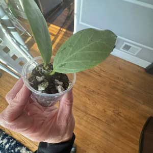 Hoya ‘Cryptic Chrome’ (CML-09-21-A)