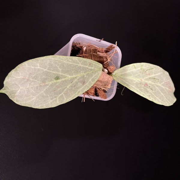 Hoya ‘Cryptic Chrome’ with large variegated leaves in a small pot.