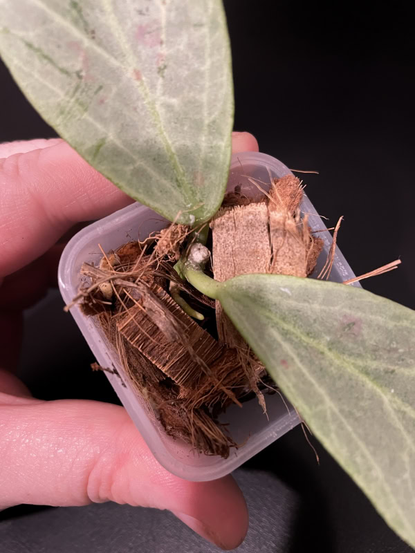 Close-up of Hoya ‘Cryptic Chrome’ with variegated leaves in a pot.