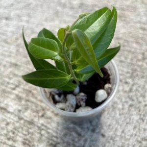 Hoya plant with vibrant green leaves in a small pot.