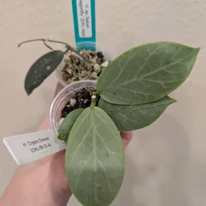 Hoya ‘Cryptic Chrome’ (CML-09-21-A)