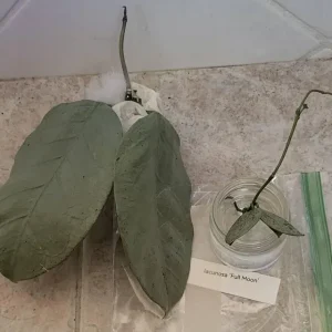 Hoya coriacea (silver)
