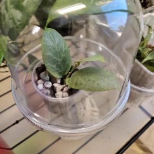 Hoya plant in a clear glass container with soil and pebbles.