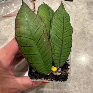 Hoya plant with large, vibrant green leaves, perfect for indoor gardening enthusiasts.