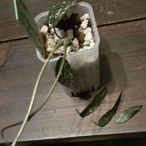 Hoya plant cutting with variegated leaves in soil, ready for propagation.
