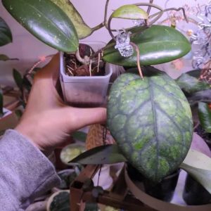 Hoya plant with large, variegated leaves in a cozy indoor setting.