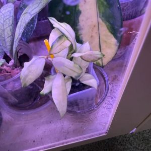 Variegated Hoya plant in a pot, showcasing unique leaf patterns.