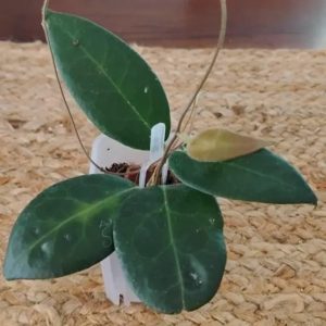 Hoya plant with lush green leaves in a small pot.