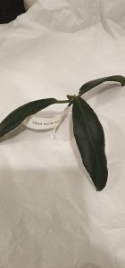 Hoya apoensis