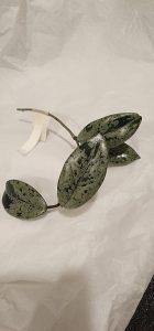 Hoya lacunosa 'Asami' (clone 2)