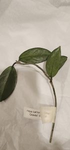 Hoya lacunosa 'Asami' (clone 2)
