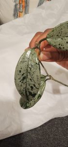 Hoya lacunosa 'Asami' (clone 2)