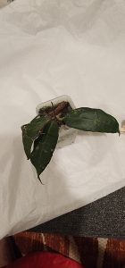 Hoya sp. LIM 04