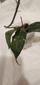 Hoya sp. LIM 04