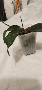 Hoya sp. LIM 04