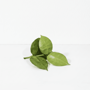 Hoya plant leaves, close-up of green Hoya foliage on white background.