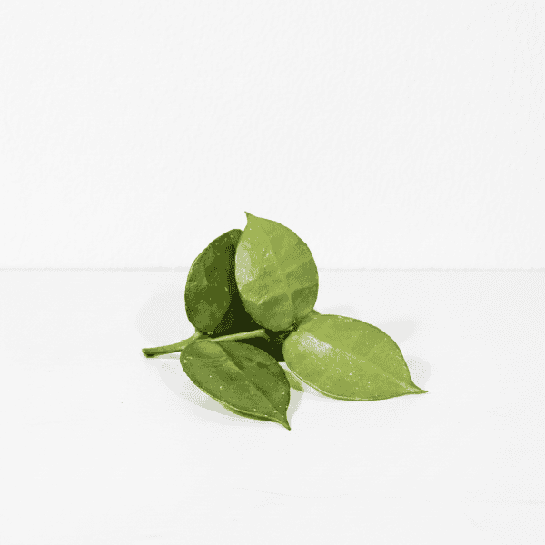 Hoya plant leaves, close-up of green Hoya foliage on white background.