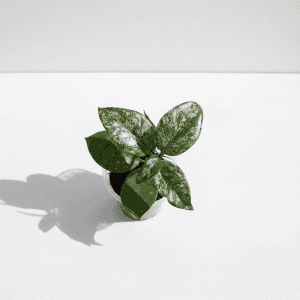 Hoya plant with variegated leaves Variegated Hoya plant in a small pot on a white background.